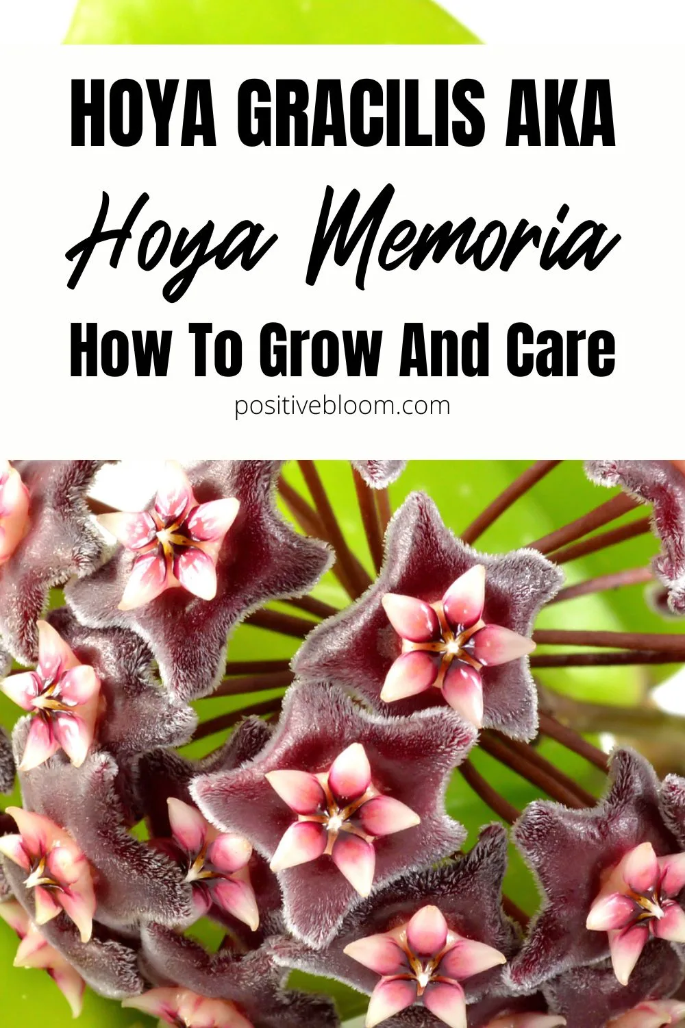 How To Grow And Care For Hoya Gracilis aka Hoya Memoria Pinterest