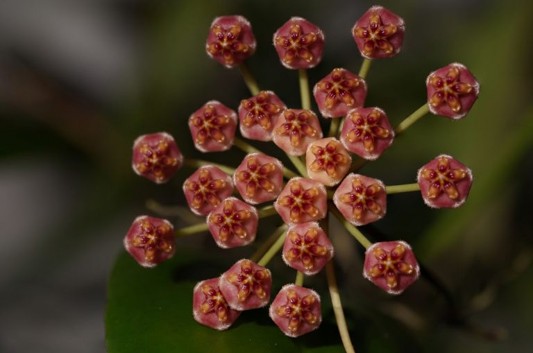 Hoya Gracilis flowers and leaves