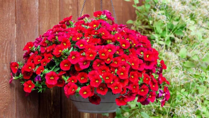 How To Grow And Care For Petunias In Hanging Baskets