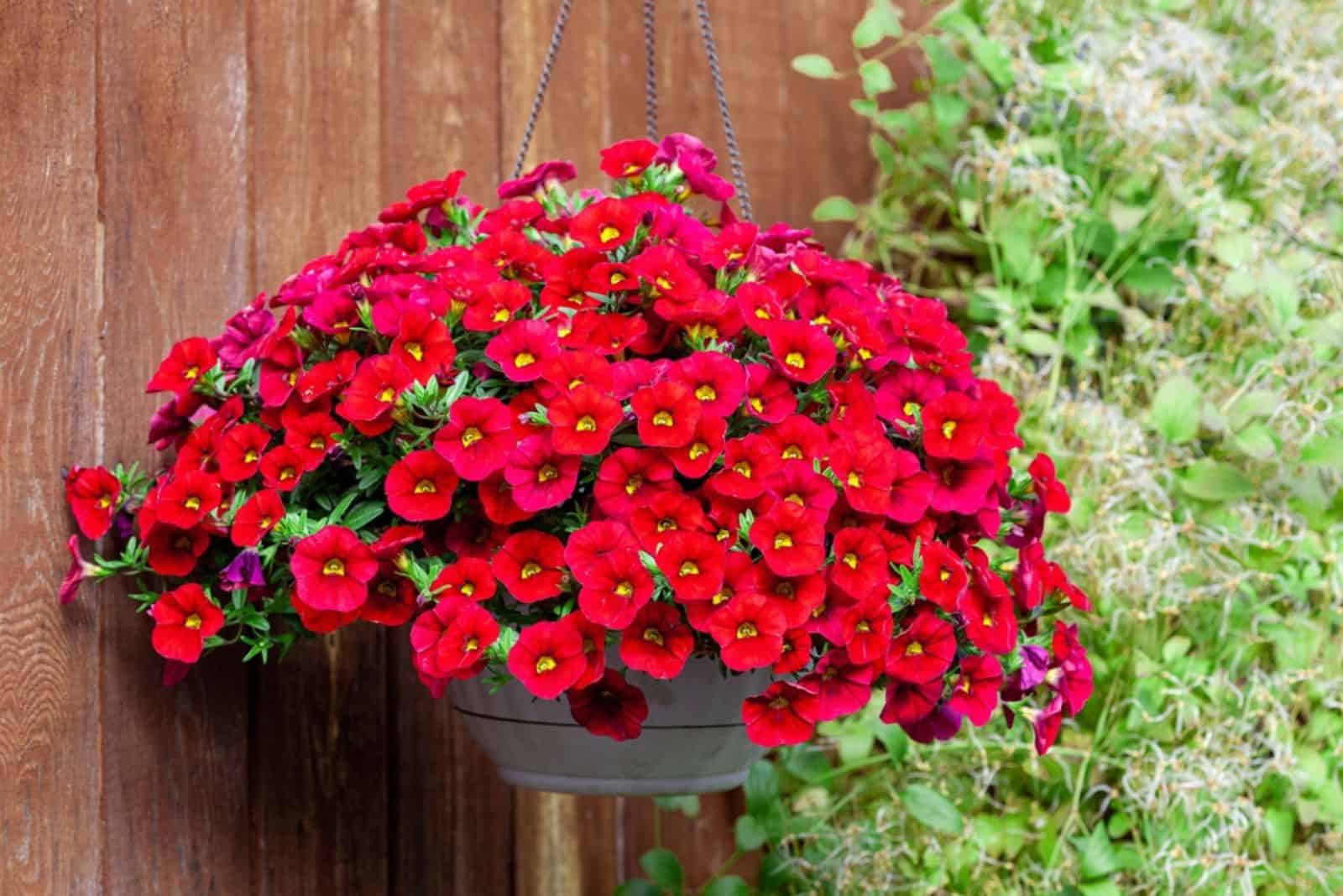 Pot of bright red petunia flowers hanging on a wooden wall