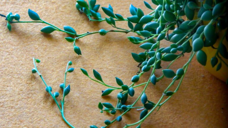 Amazing String Of Tears