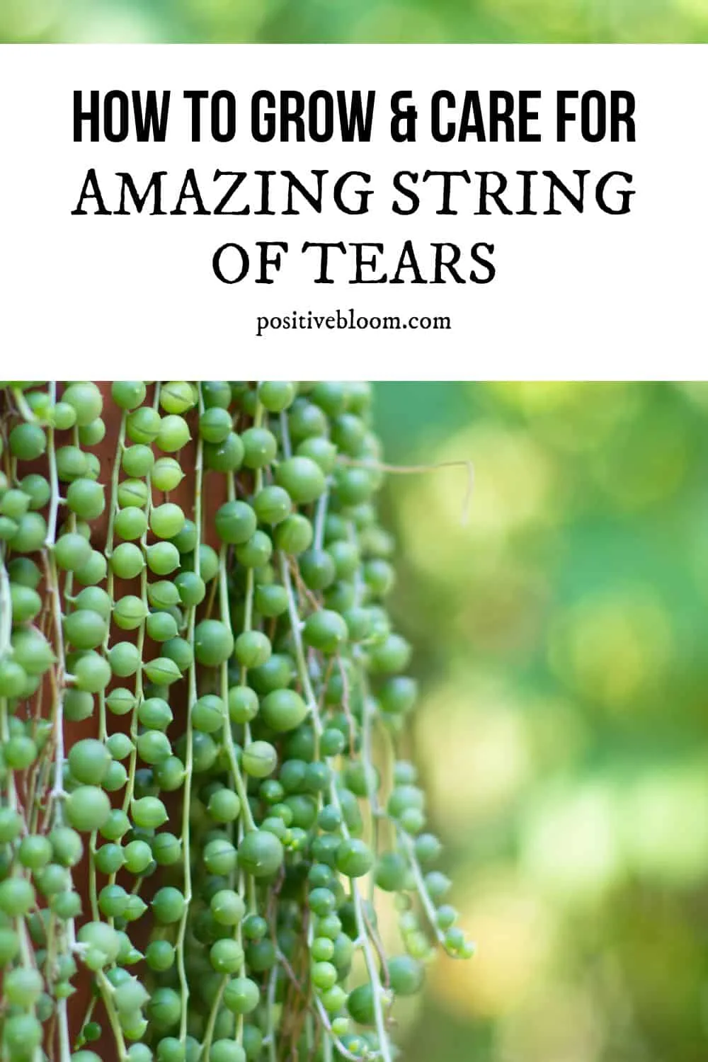 How To Grow And Care For The Amazing String Of Tears Pinterest