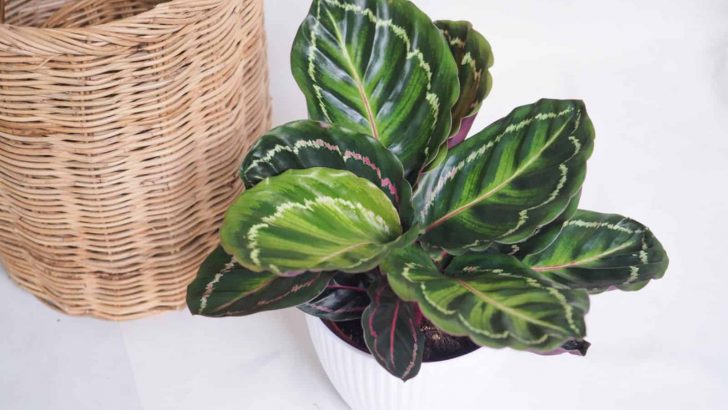 How To Grow And Care For The Calathea Roseopicta