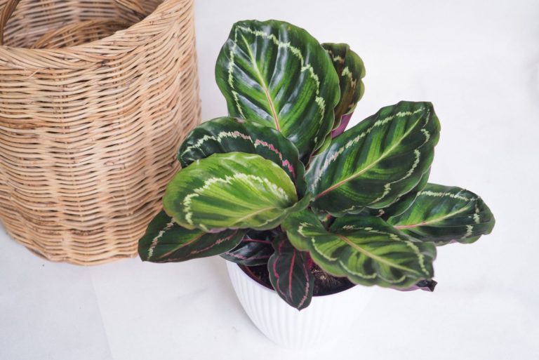 Calathea Roseopicta in white pot with wooden basket