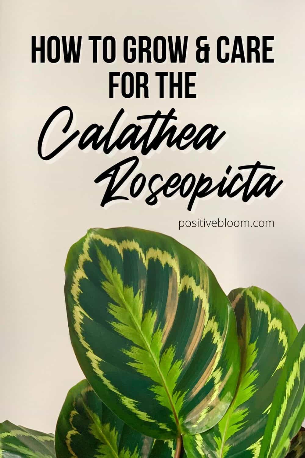 How To Grow And Care For The Calathea Roseopicta Pinterest