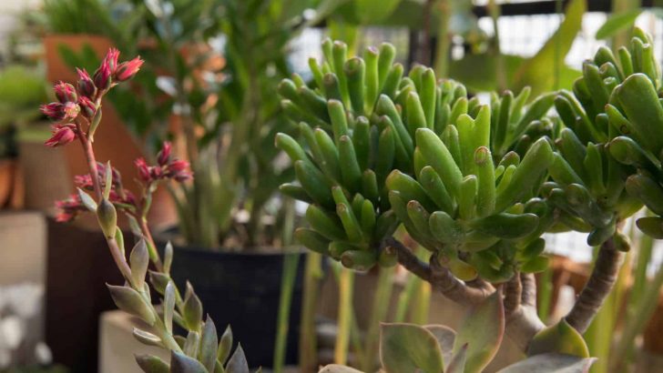 How To Grow And Care For The Intriguing Ogre Ear Succulent
