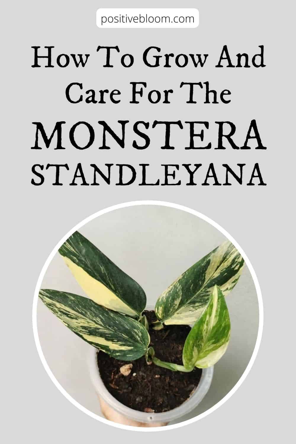 How To Grow And Care For The Monstera Standleyana Pinterest