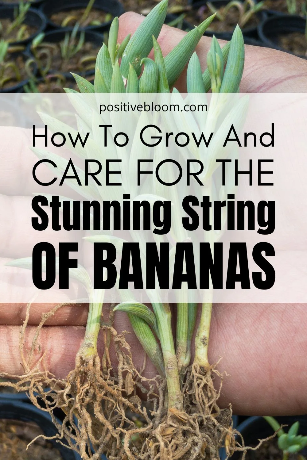 How To Grow And Care For The Stunning String Of Bananas Pinterest