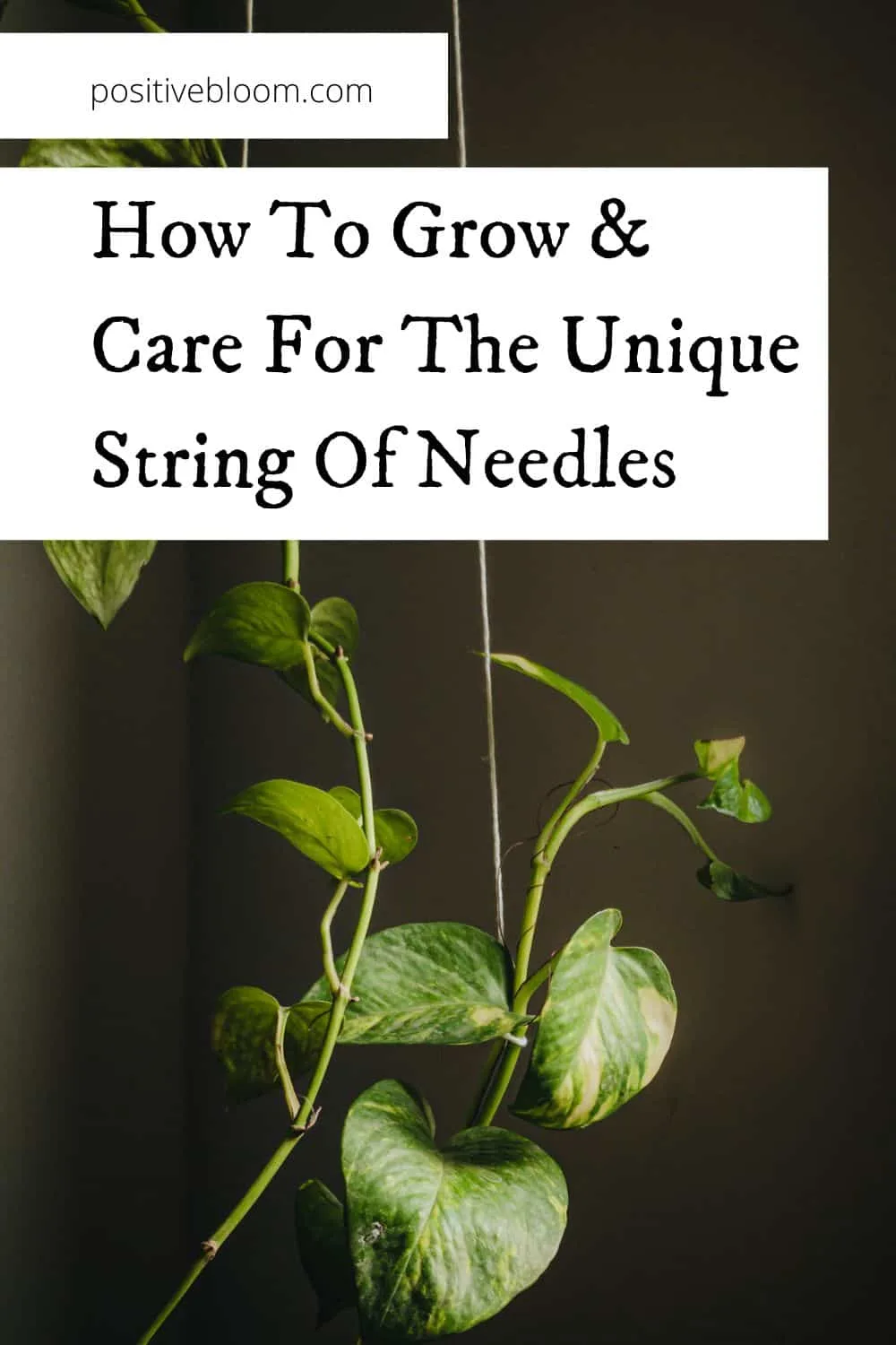 How To Grow And Care For The Unique String Of Needles Pinterest