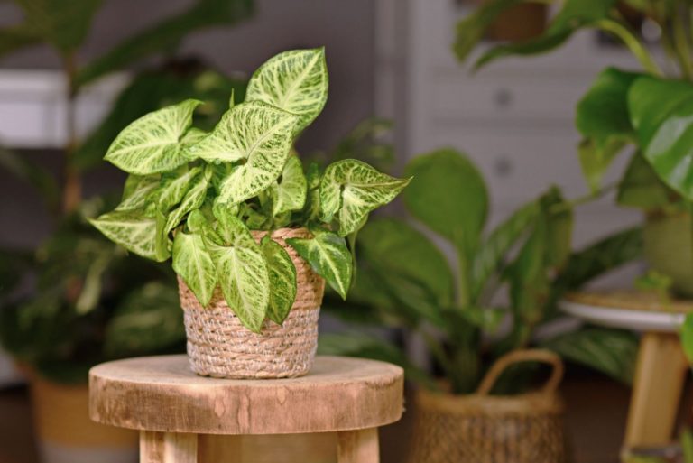 Tropical 'Syngonium Podophyllum Arrow' houseplant in basket pot