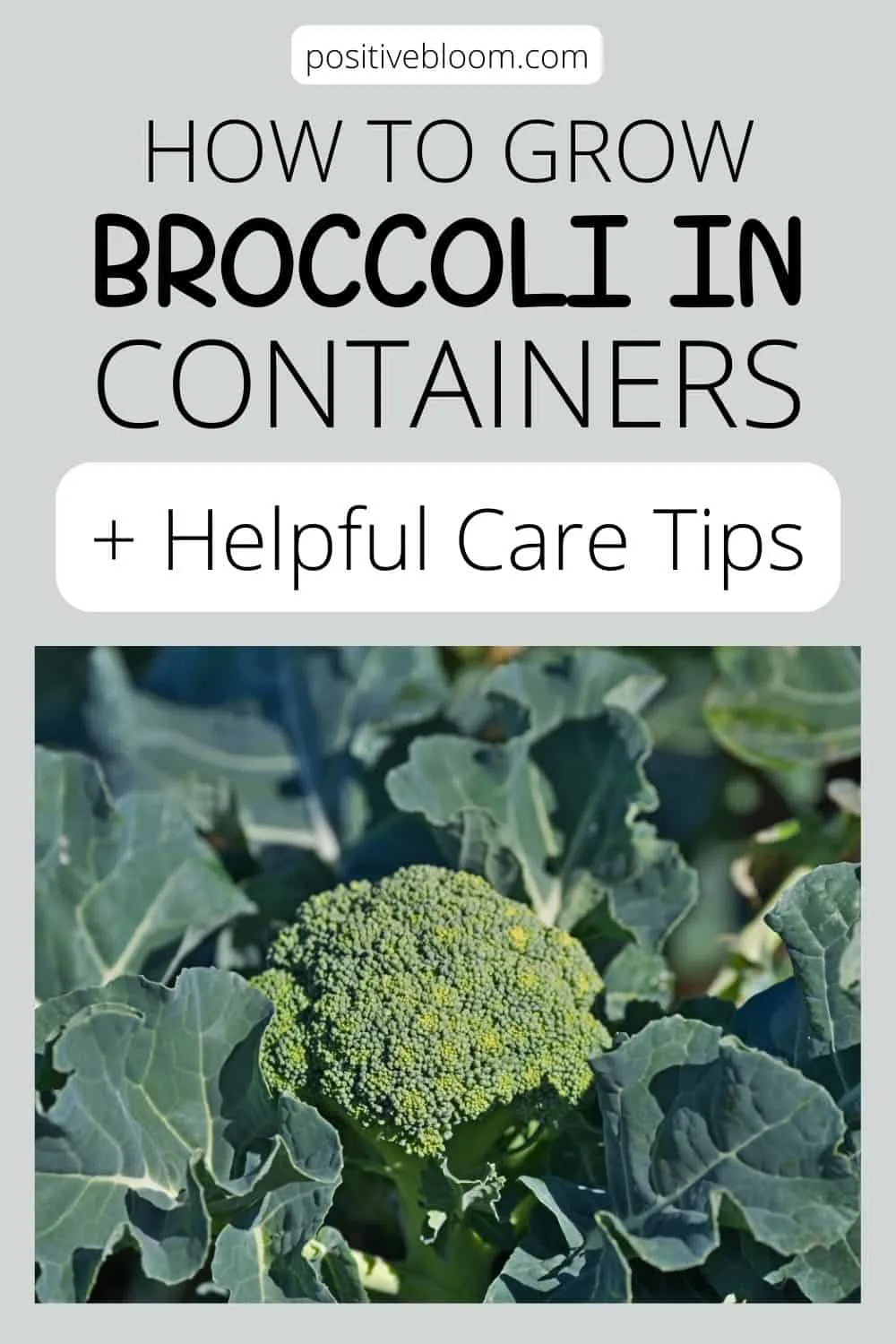 How To Grow Broccoli In Containers + Helpful Care Tips Pinterest