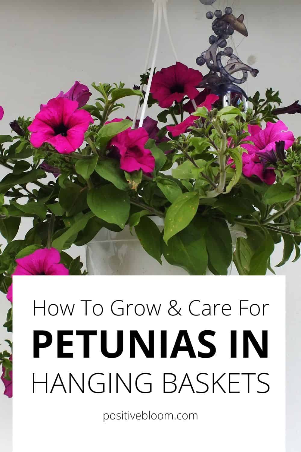 How To Grow & Care For Petunias In Hanging Baskets Pinterest