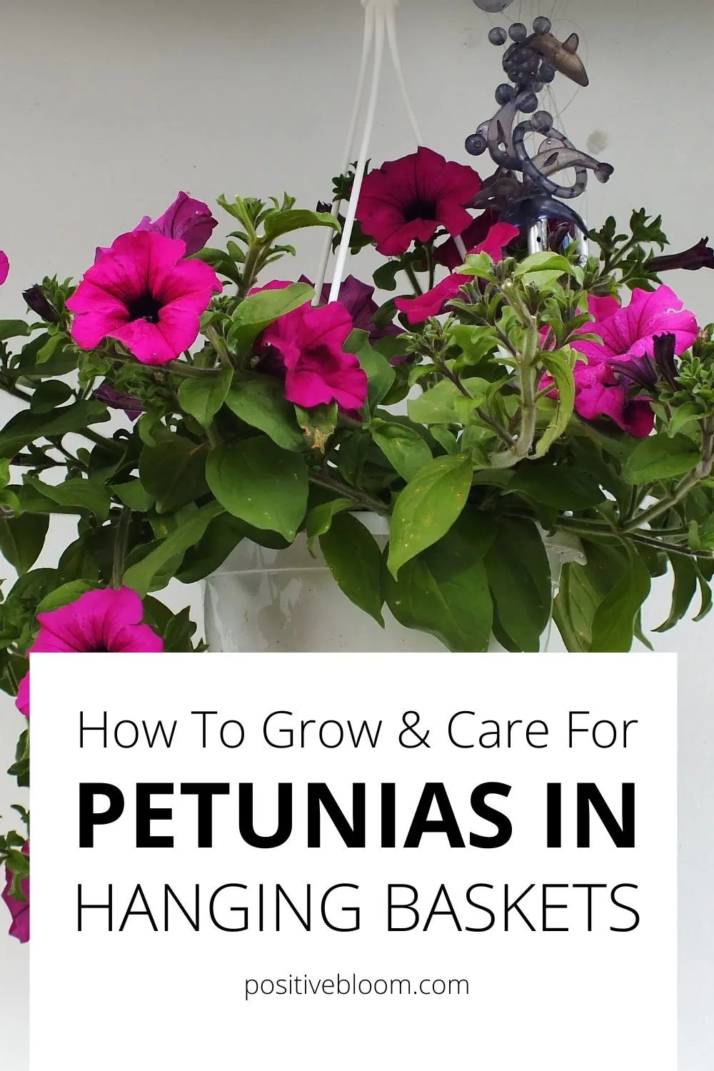 How To Grow & Care For Petunias In Hanging Baskets Pinterest