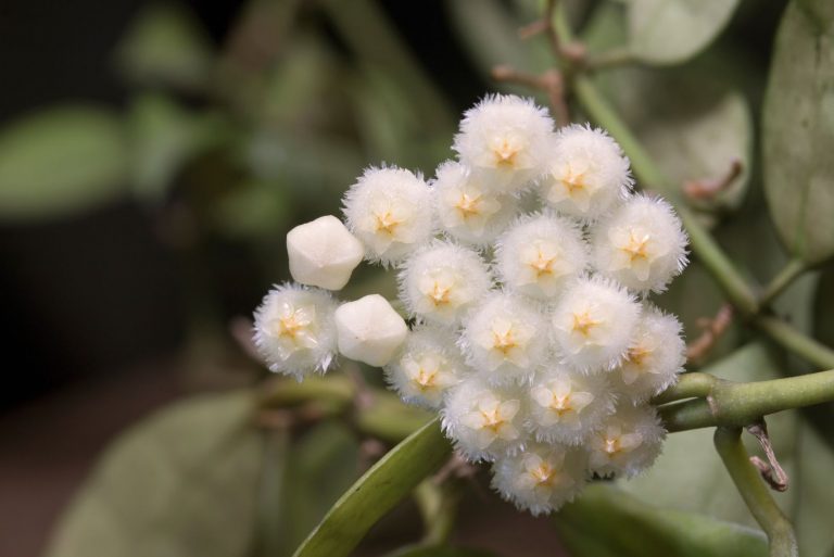 white Hoya Lacunosa