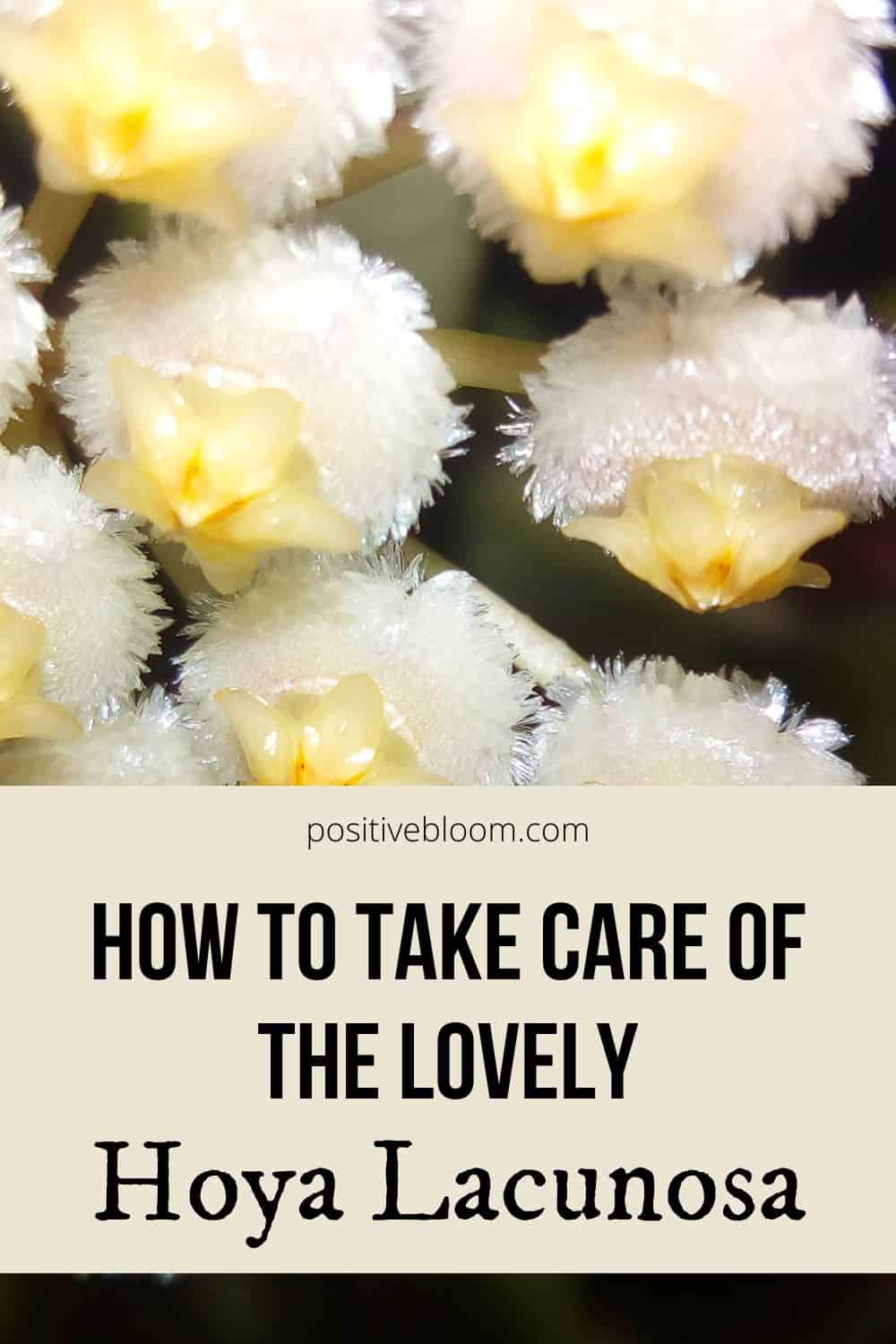 How To Take Care Of The Lovely Hoya Lacunosa Pinterest