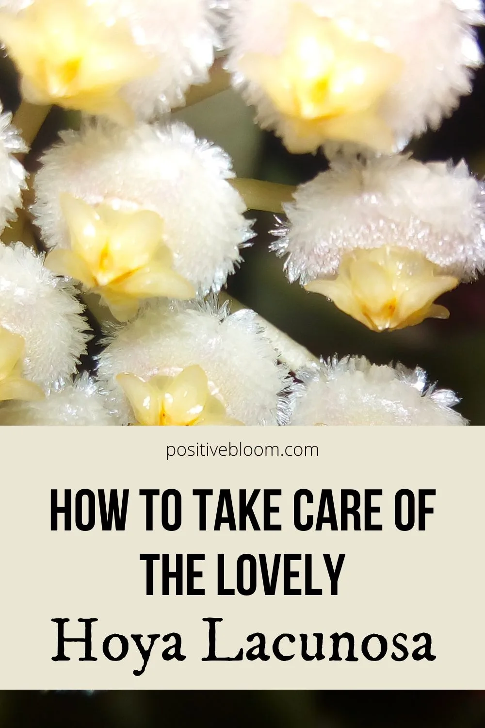 How To Take Care Of The Lovely Hoya Lacunosa Pinterest