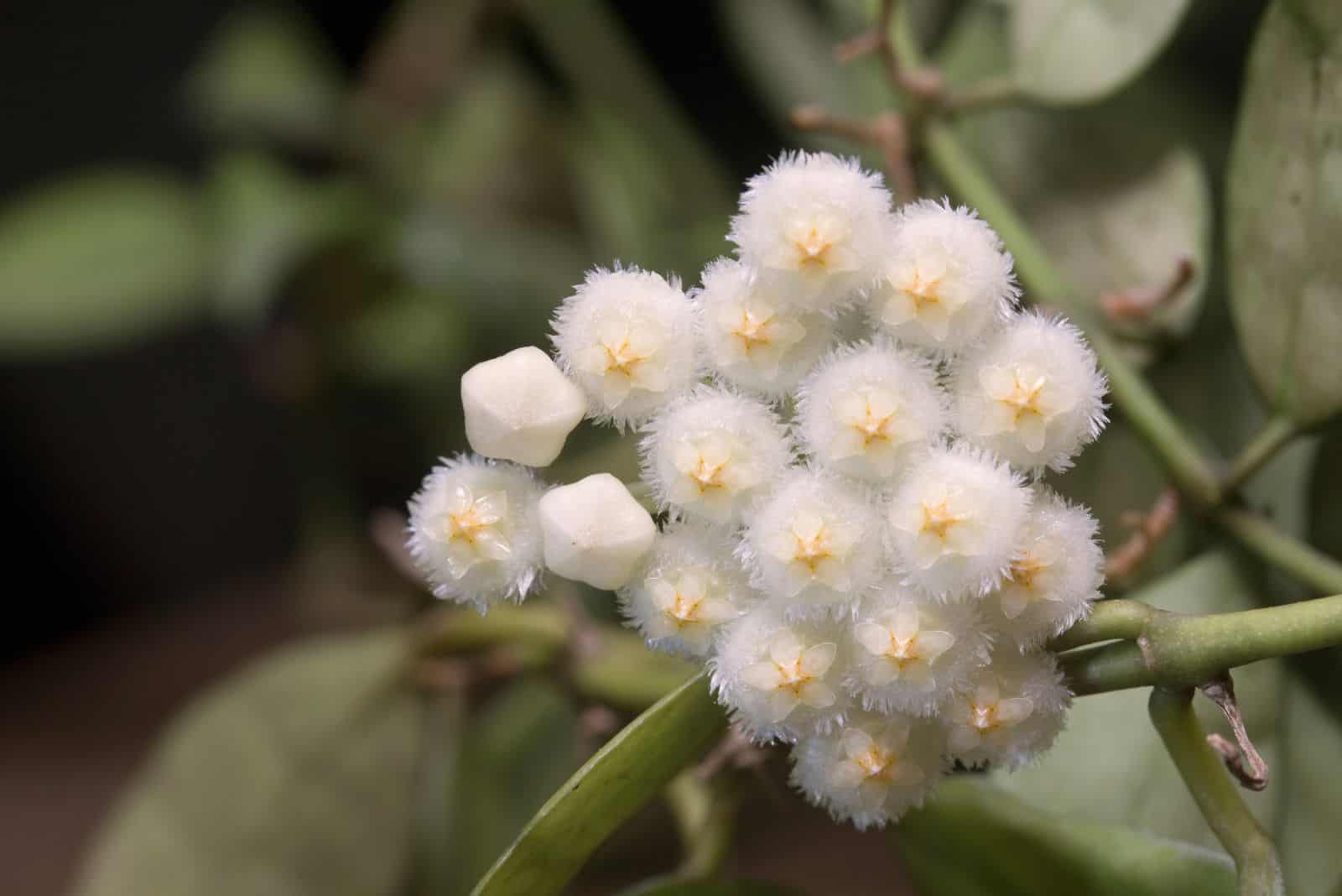 How To Take Care Of The Lovely Hoya Lacunosa