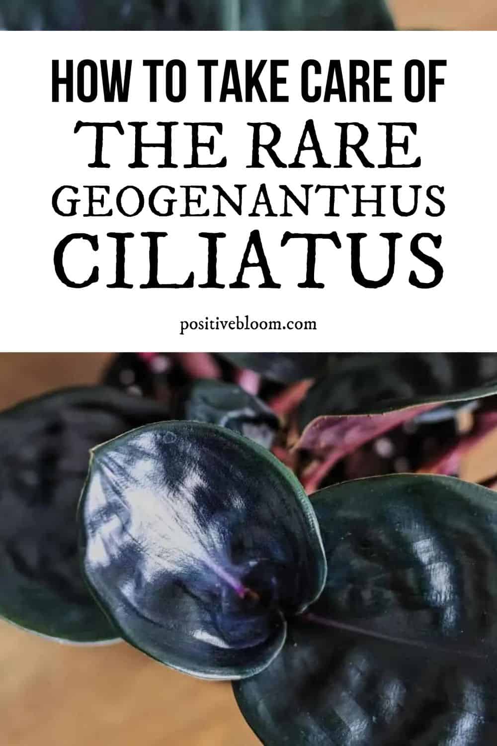 How To Take Care Of The Rare Geogenanthus Ciliatus Pinterest