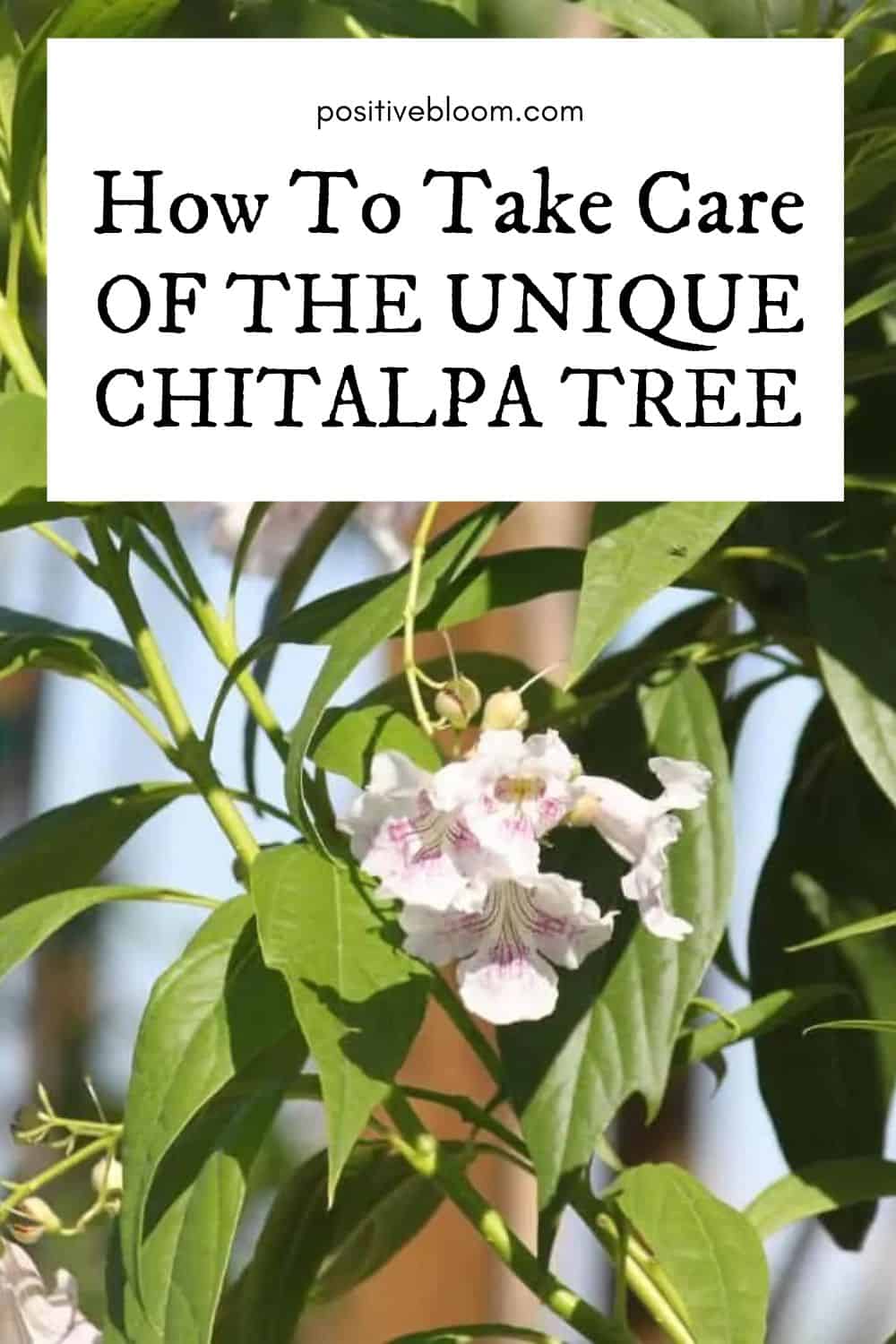 How To Take Care Of The Unique Chitalpa Tree Pinterest
