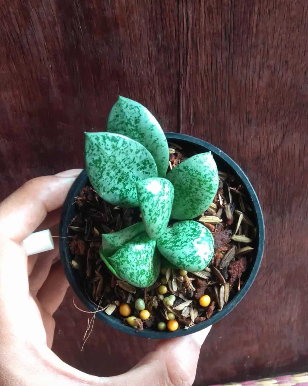 Hoya Lacunosa transplanted in a pot