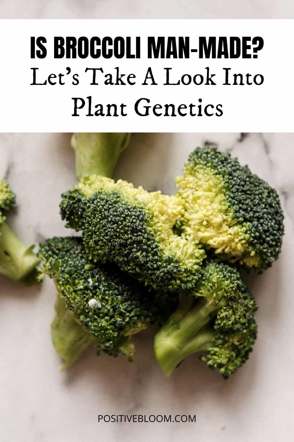 Is Broccoli Man-made Let's Take A Look Into Plant Genetics Pinterest