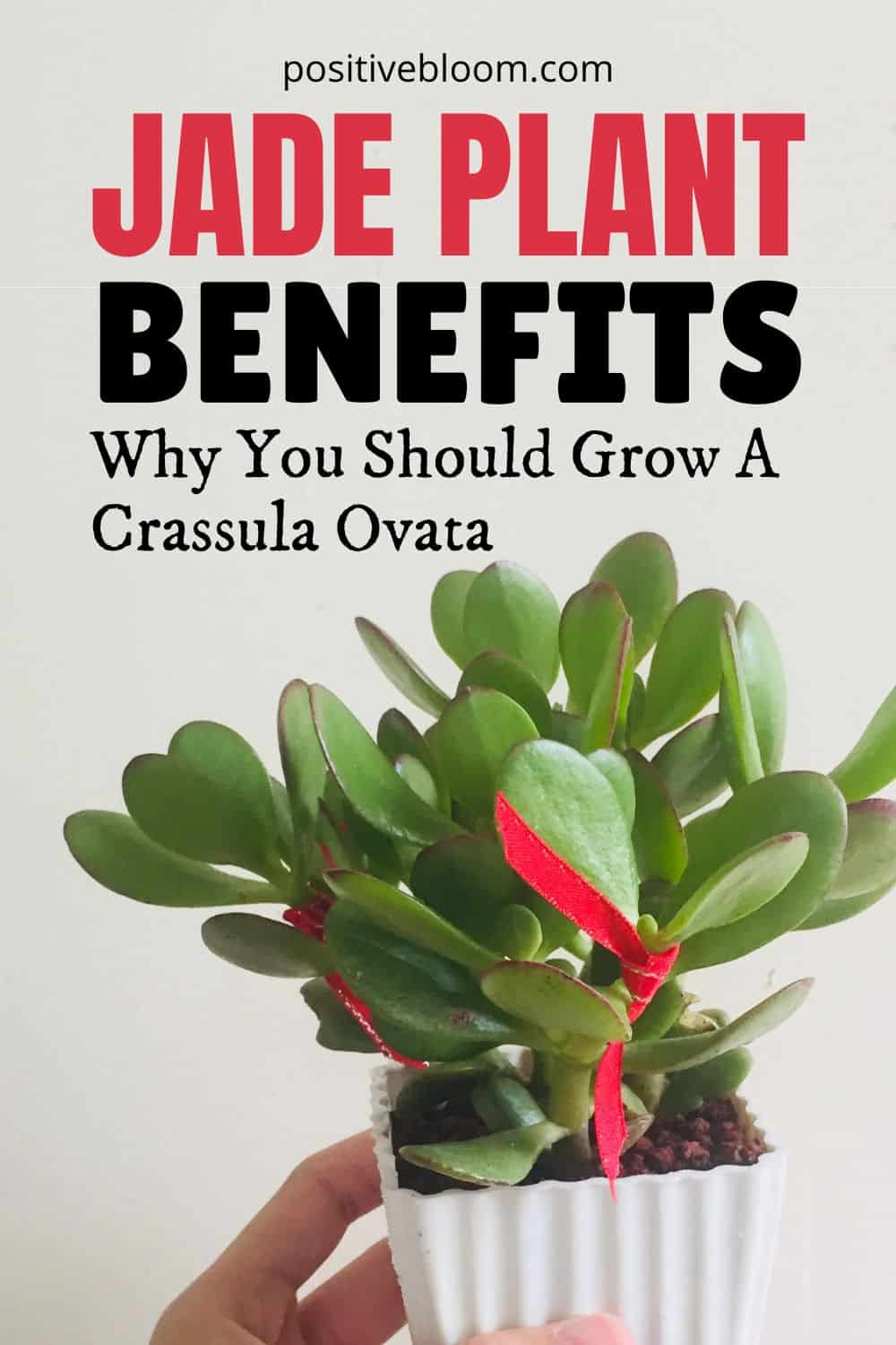 Jade Plant Benefits Why You Should Grow A Crassula Ovata Pinterest