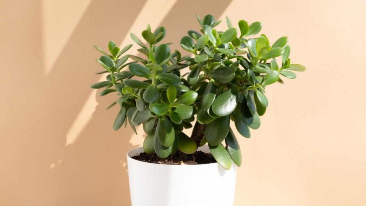 Jade Plant Benefits: Why You Should Grow A Crassula Ovata