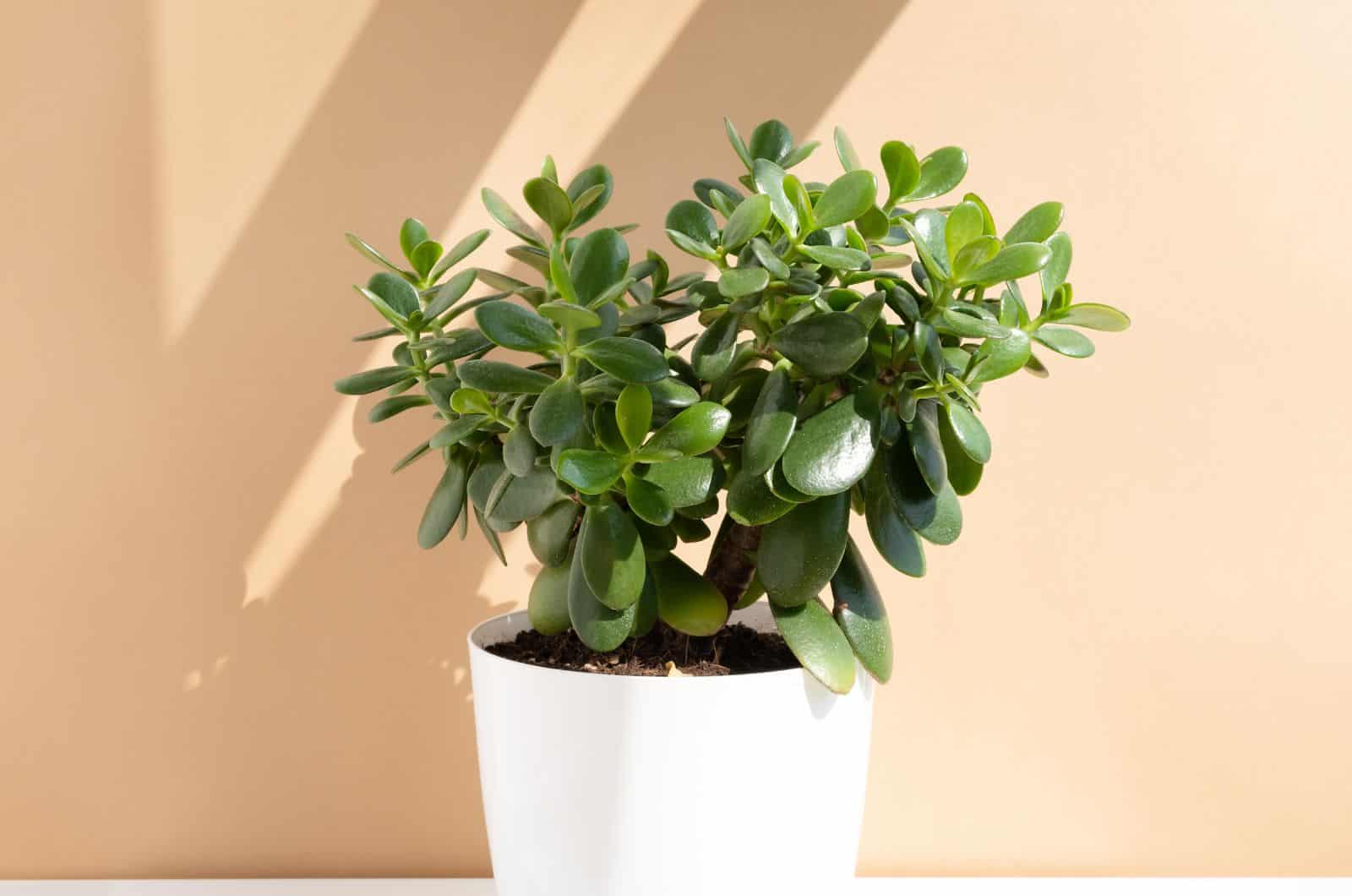 Jade Plant in white pot on table