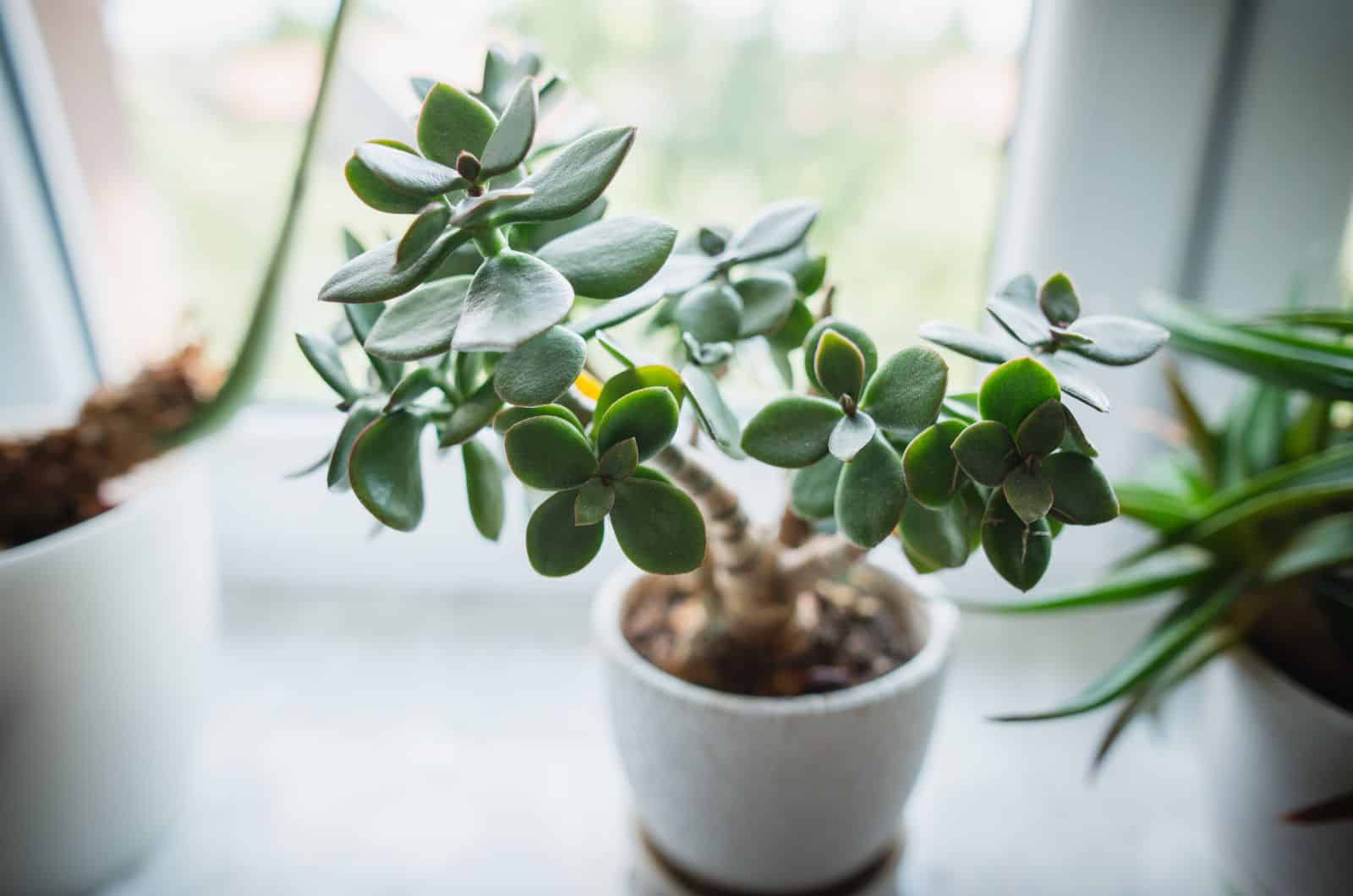 Jade Plant by window