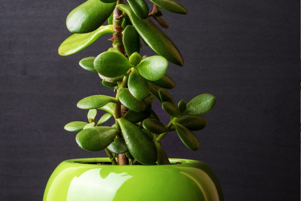 Jade Plant in a green pot