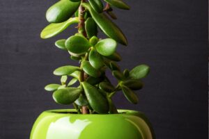 Jade Plant Benefits: Why You Should Grow A Crassula Ovata