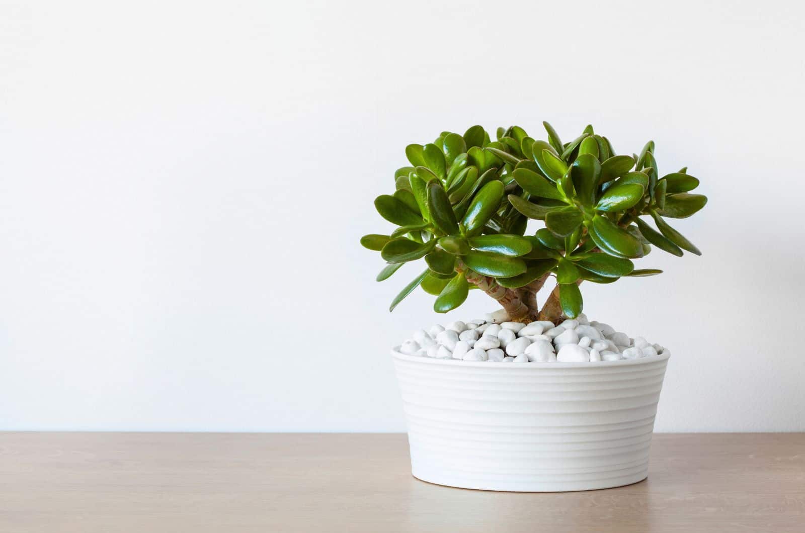Jade Plant in white pot