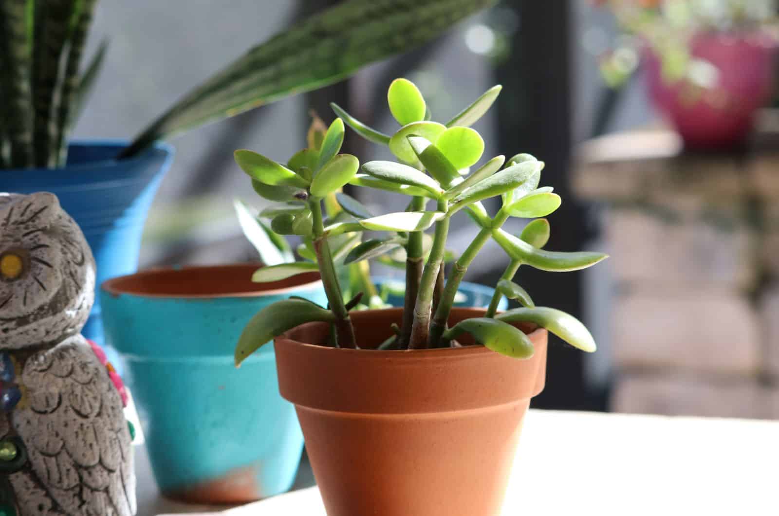 Jade Plant on table