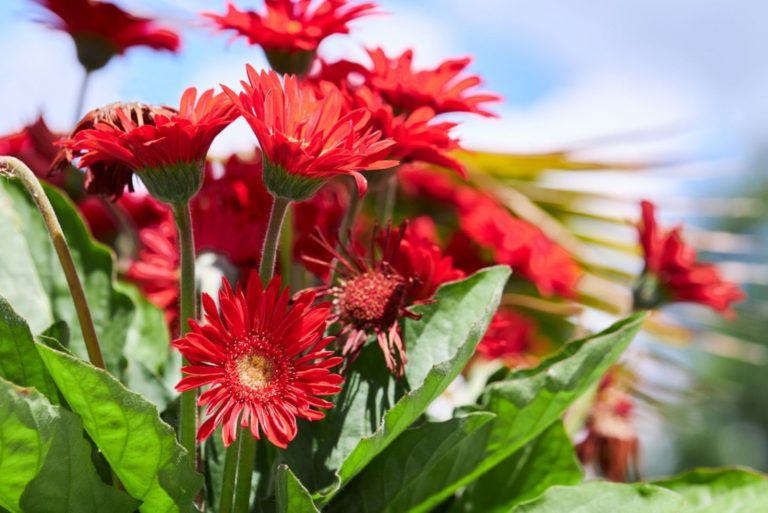 Red Gerbera daisies growing outdoors