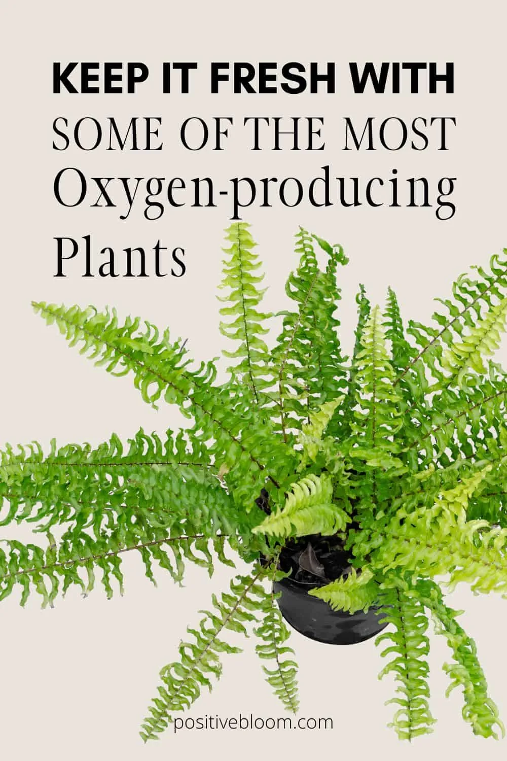 Keep It Fresh With Some Of The Most Oxygen-producing Plants Pinterest