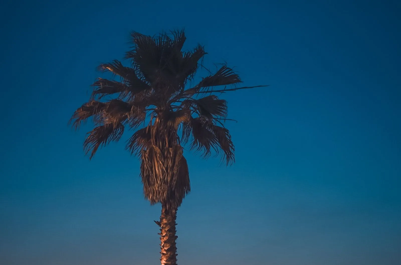 King Palm Tree at night