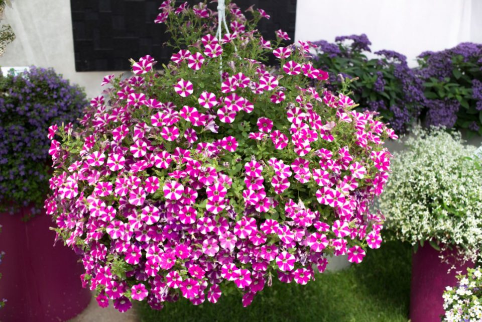 How To Grow And Care For Petunias In Hanging Baskets