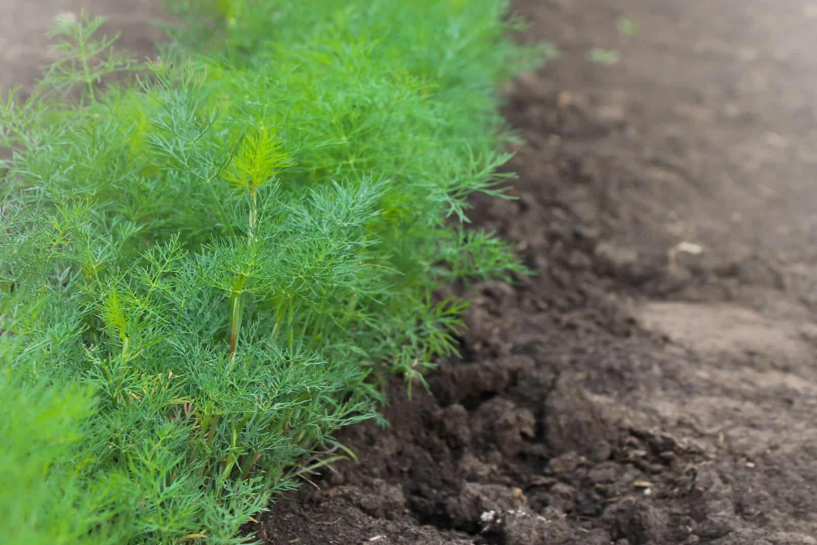 Image of dill and peppers companion planting 1