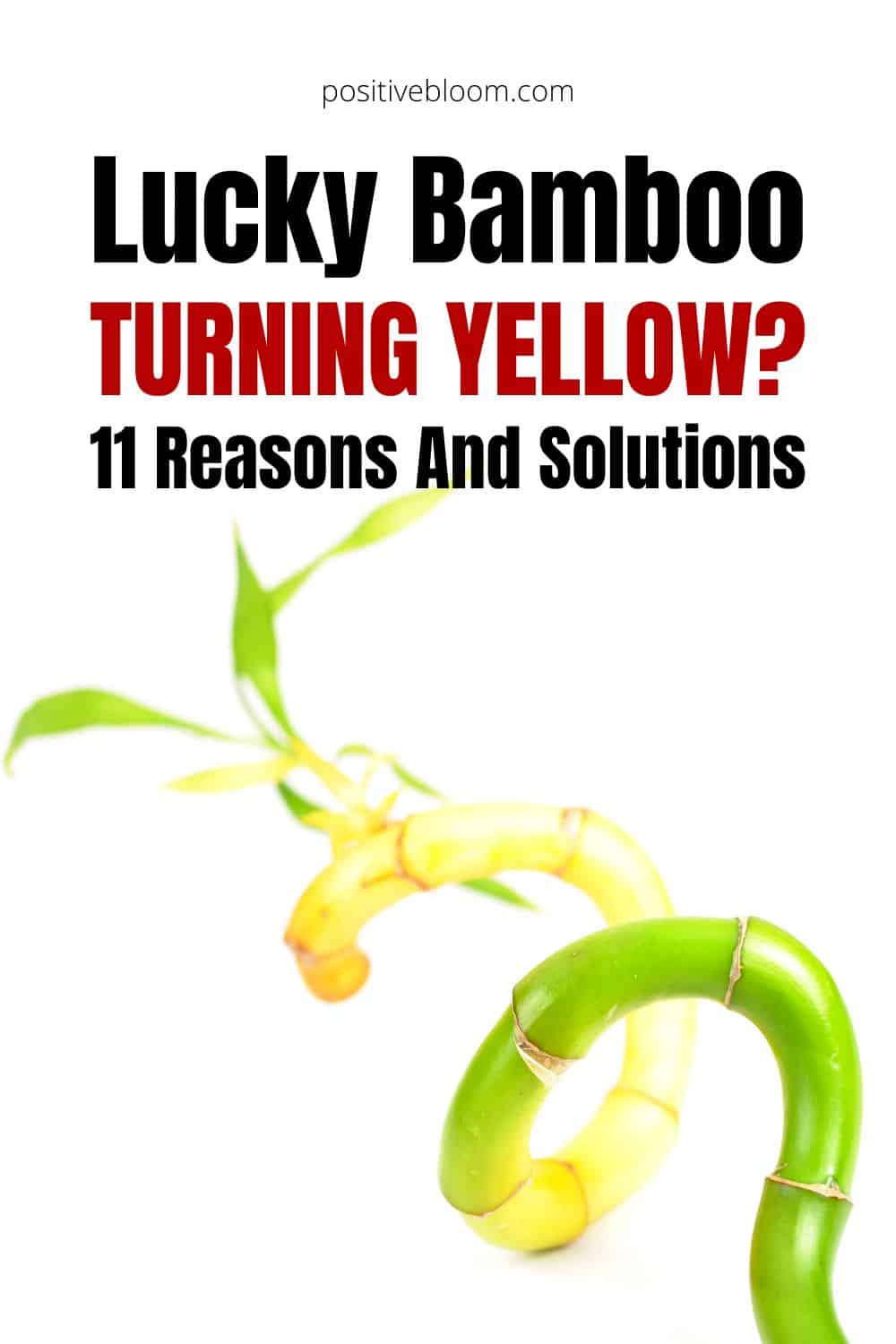 Lucky Bamboo Turning Yellow 11 Reasons And Solutions