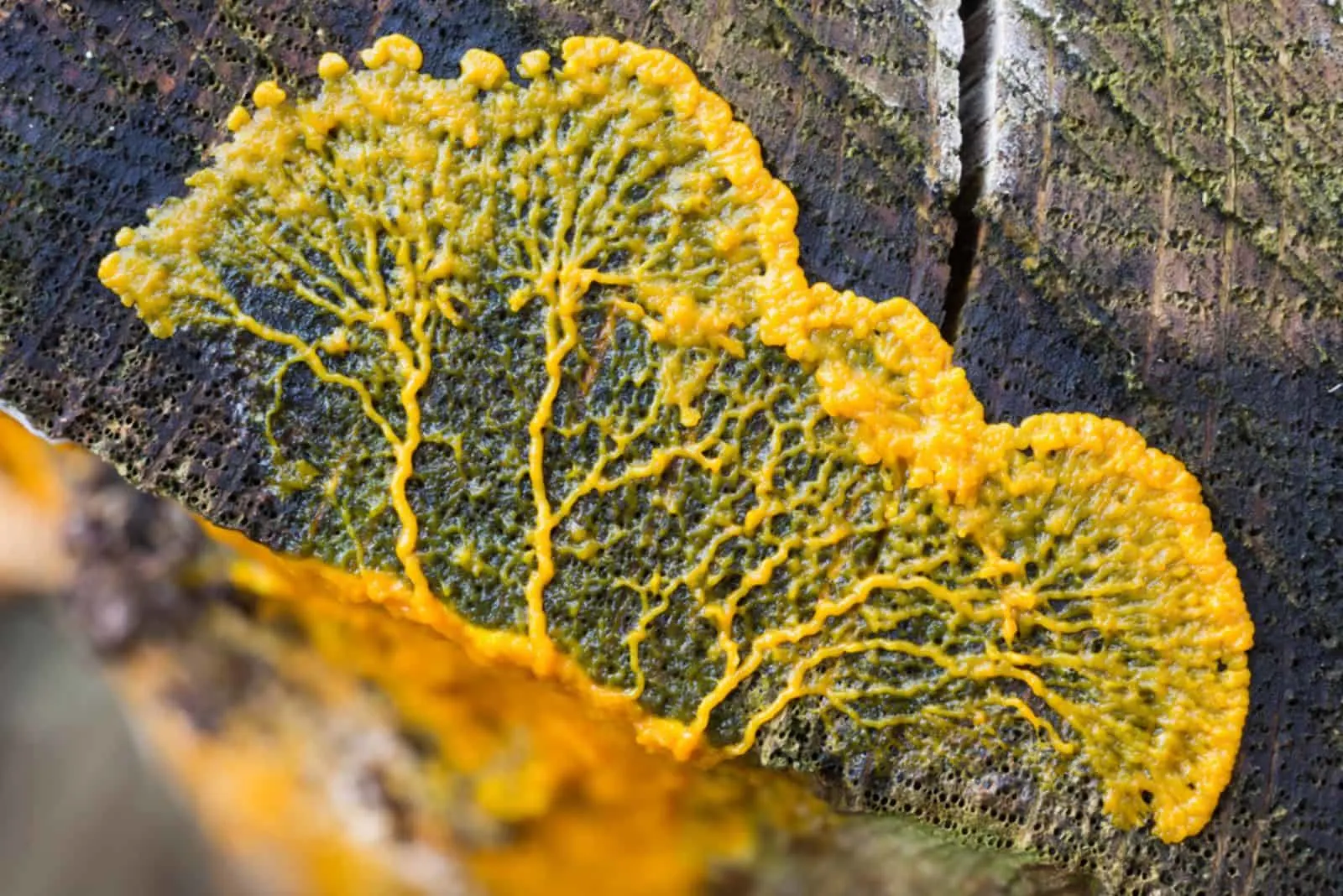 Migrating plasmodium of Badhamia utricularis slime mold on a tree trunk