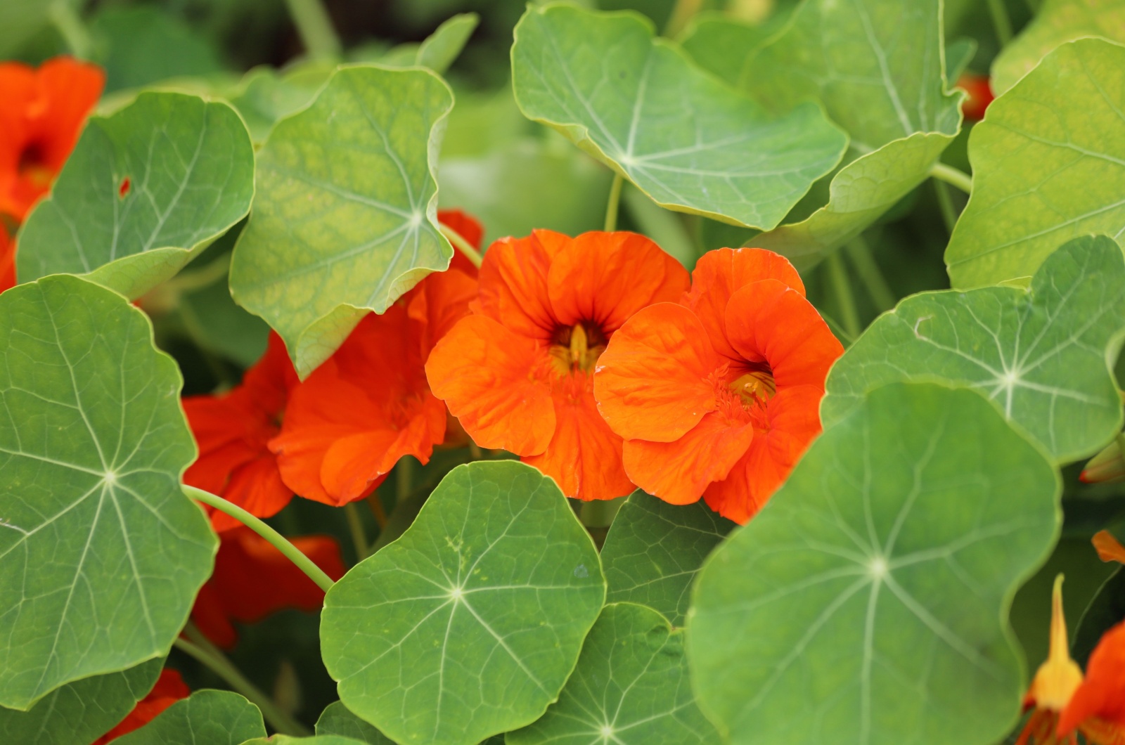 Orange and yellow nasturtium flowers