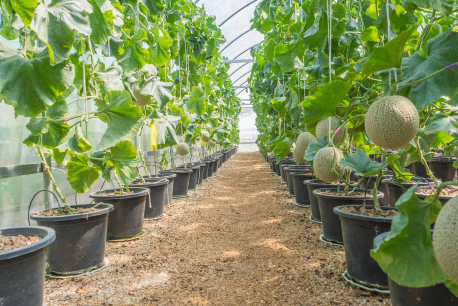 Organic Cantaloupe in the garden