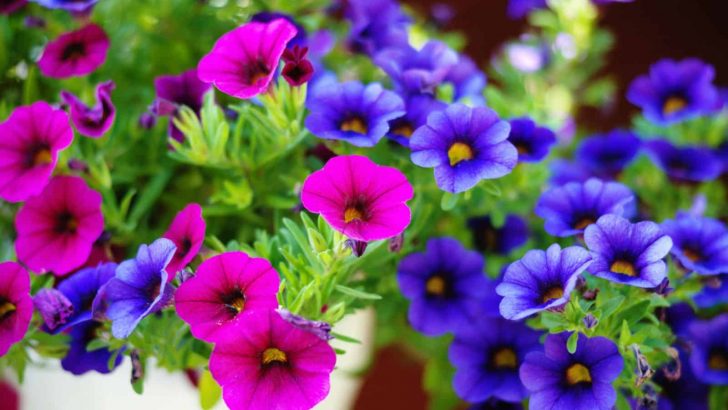 Petunia Meaning: What Makes Petunias So Special