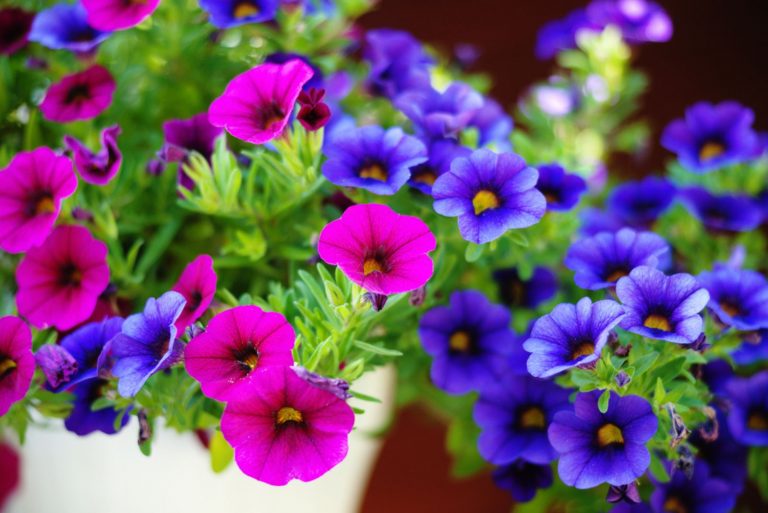 beautiful petunia flowers