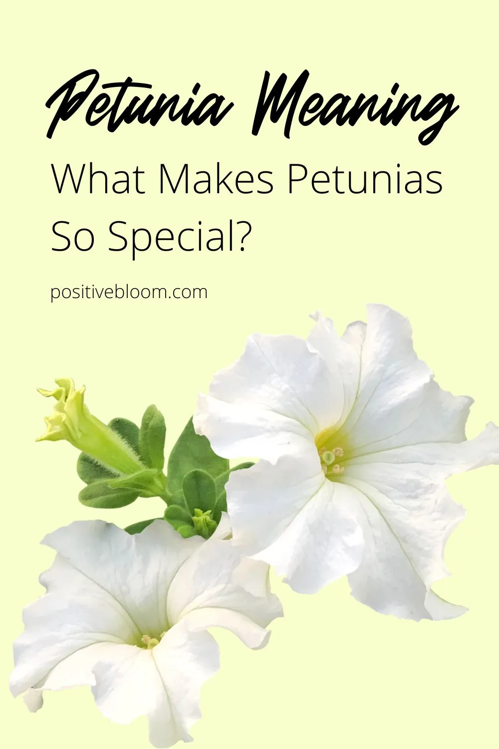 Petunia Meaning What Makes Petunias So Special Pinterest