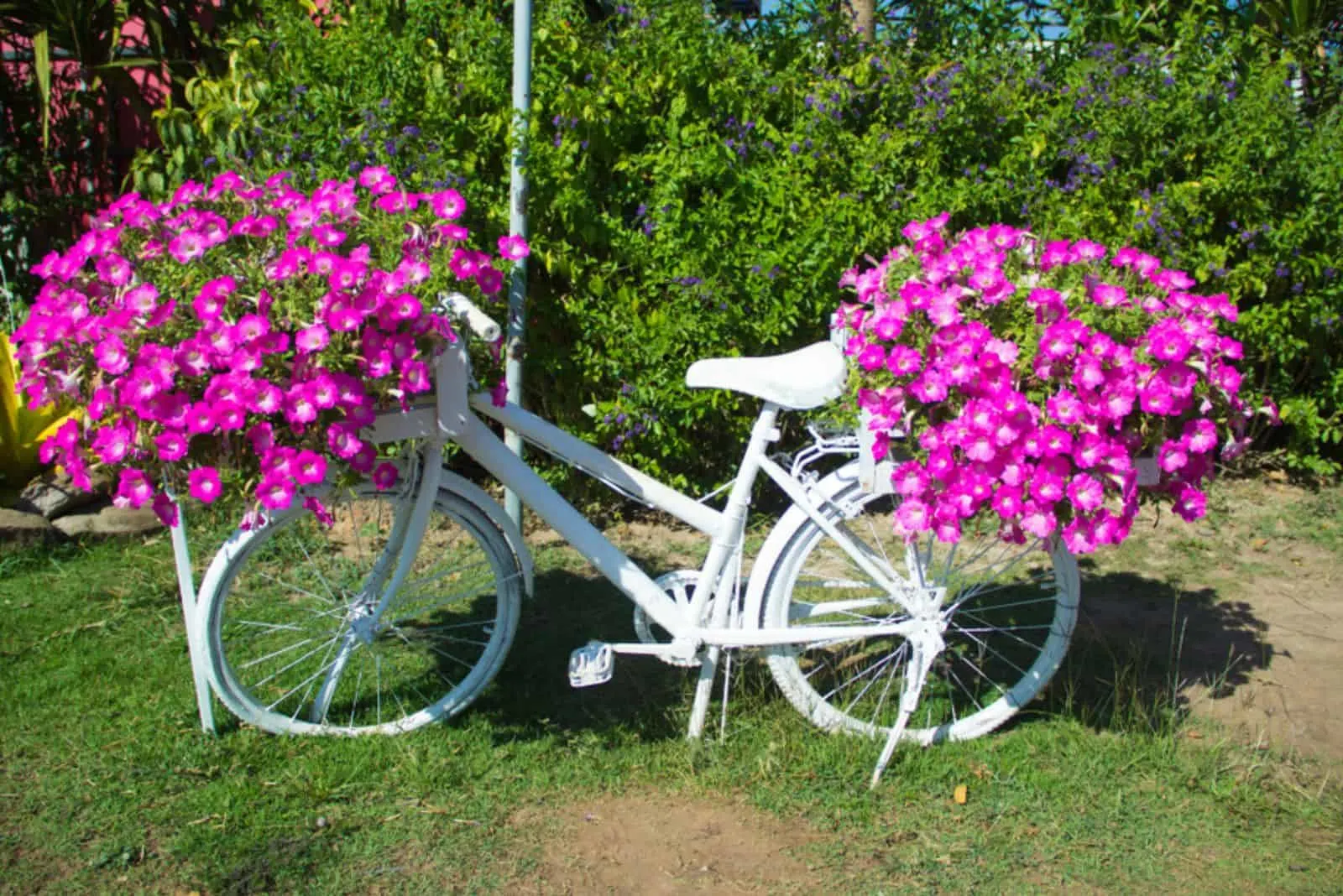 Petunias in pots on a white bike