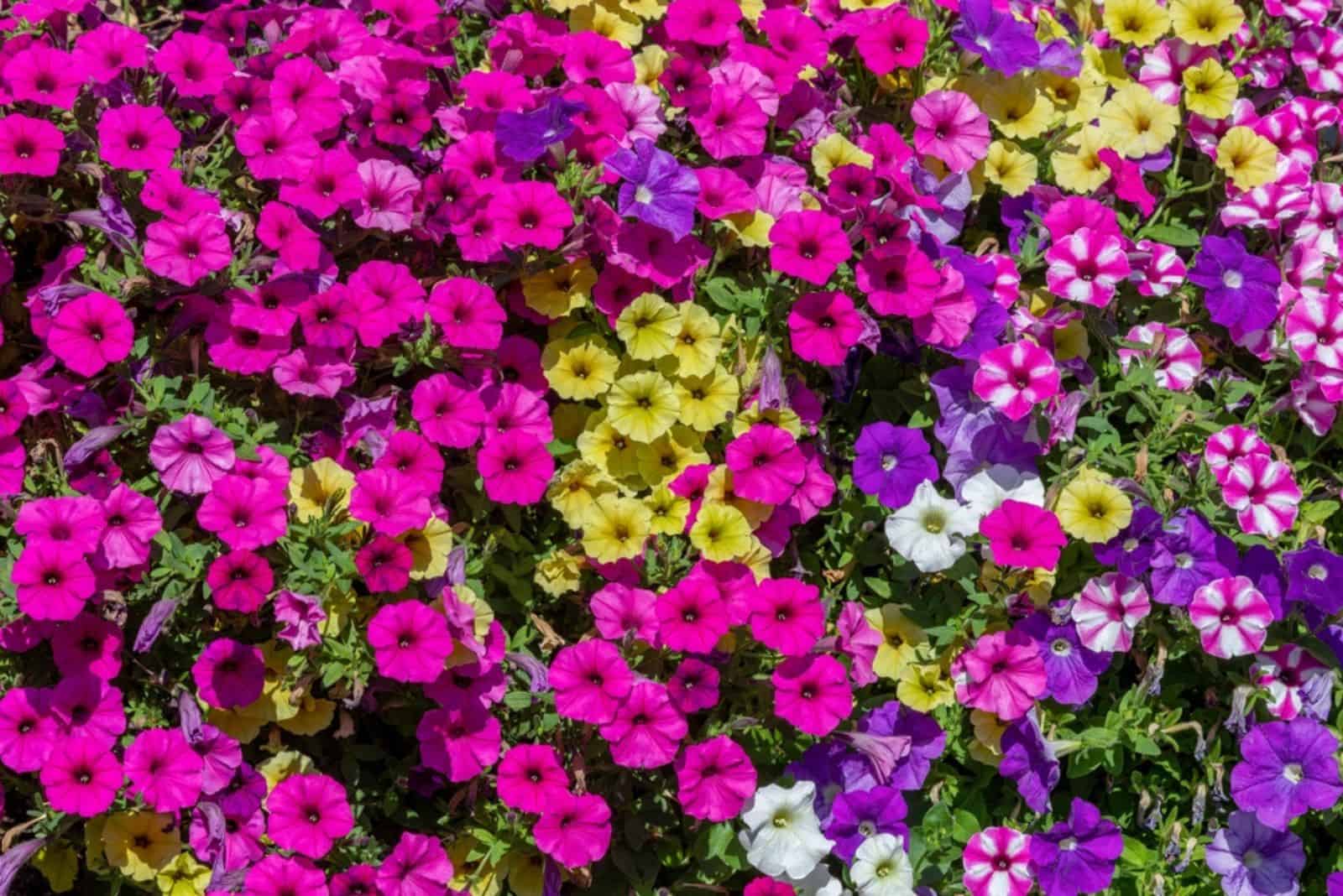  Petunias on a wall
