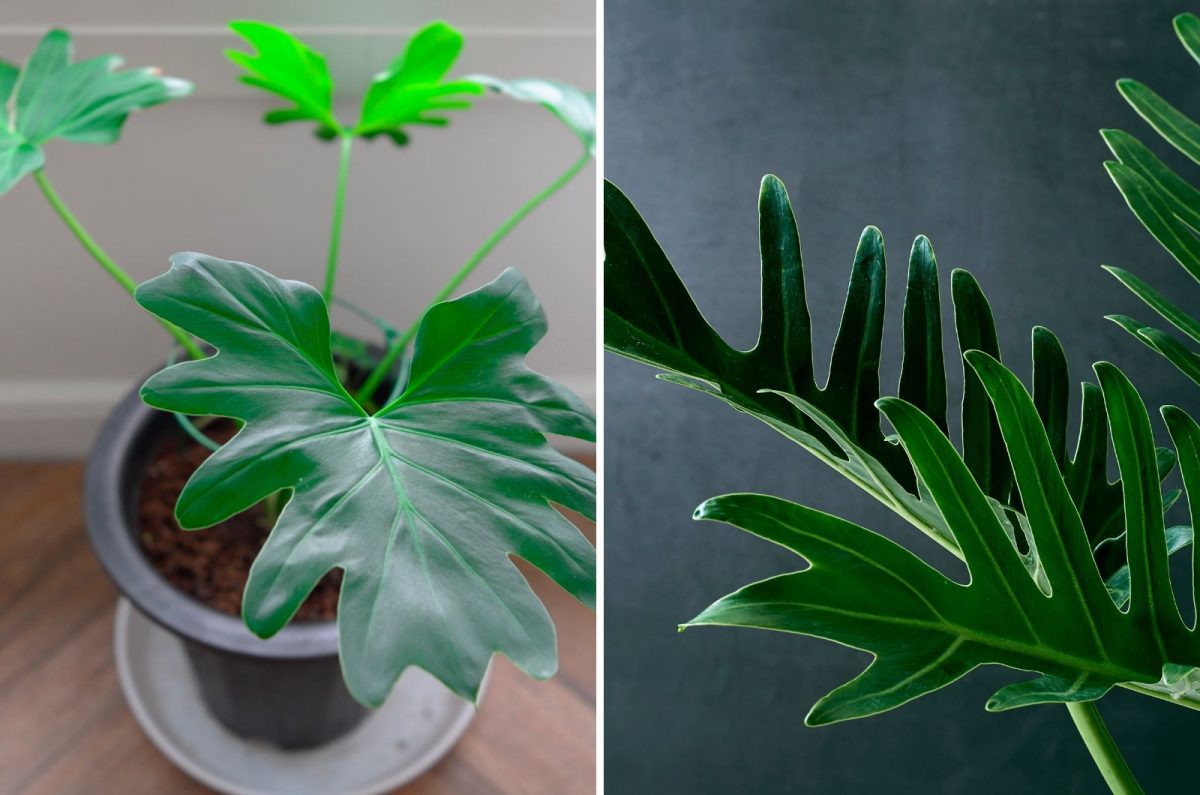 Philodendron Xanadu Vs Selloum Learn The Difference