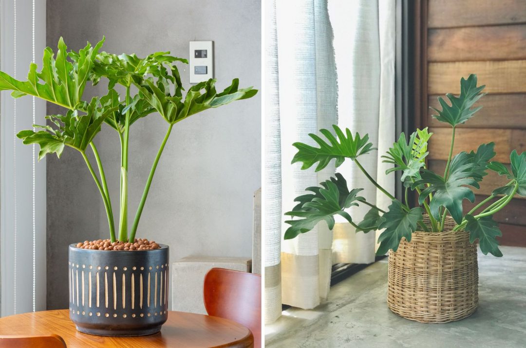 Philodendron Xanadu Vs Selloum Learn The Difference