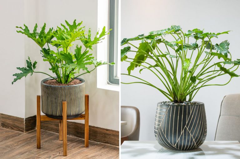 Philodendron Xanadu and Selloum